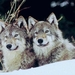 2Wolven