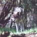 boswolf