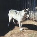 Februarywolf