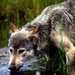 Grey-wolf-montana