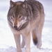 grijzewolf