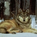 ligendewolf