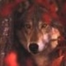 rodewolf
