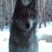 siberiwolf