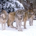 vierwolven