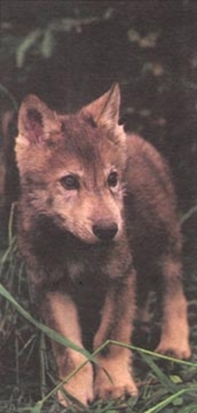 wolfcub