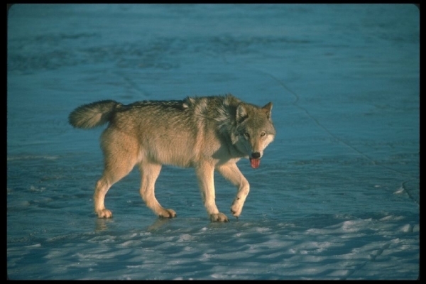 wolfindepoolflakte