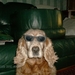 hondje met zonnebril