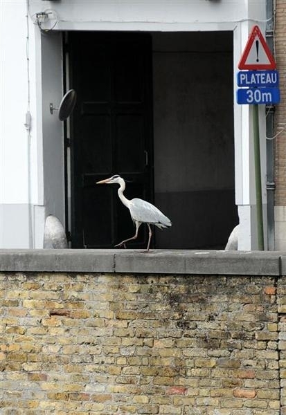 België Brugge 33 (Large) (Medium)