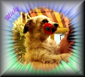micky--3