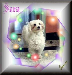 nieuw-sara.2