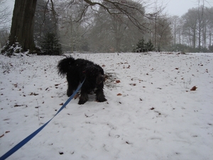 winterbeelden 027
