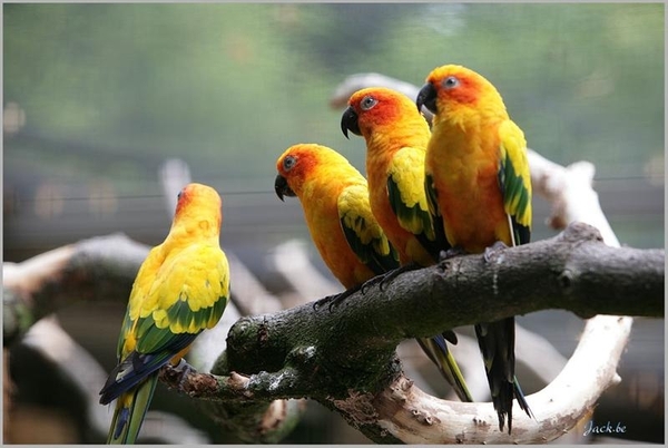 België Cambron Casteau 02 (Large) (Medium)