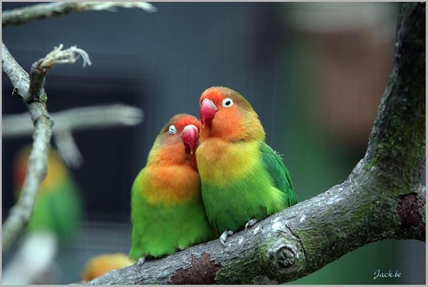 België Cambron Casteau 09 (Large) (Medium)