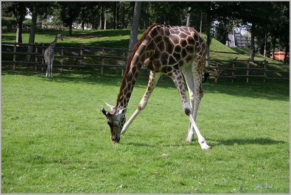 België Cambron Casteau 20 (Large) (Medium)