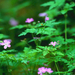 Forest Flowers