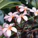 Frangipani Flowers