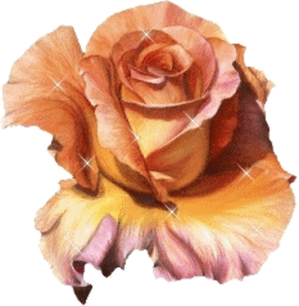 TL_Rose_orange