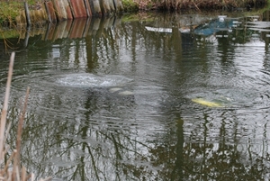 Duikers Aquapol bij visclub De Kodde (49)