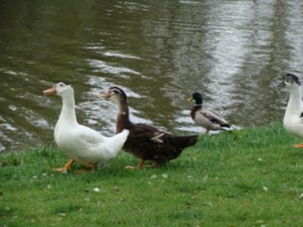 De Molenvijver in Genk