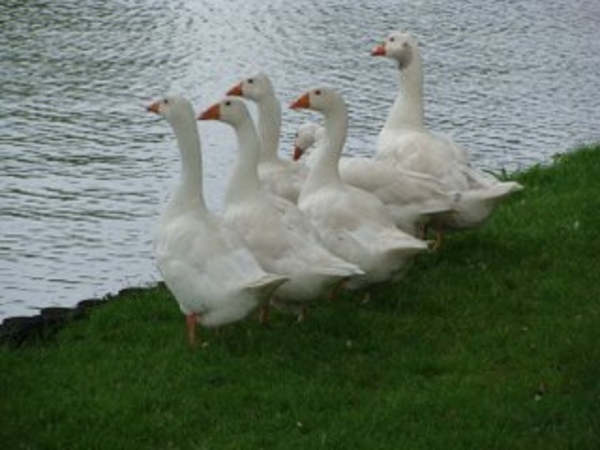 De Molenvijver in Genk