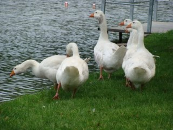 De Molenvijver in Genk