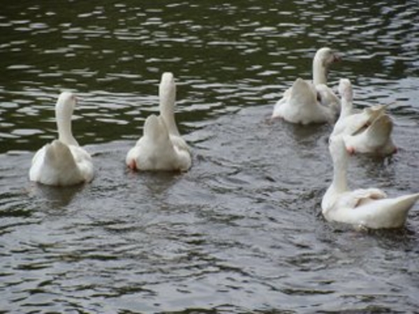 De Molenvijver in Genk