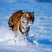 00- 1 Bengli_tigris