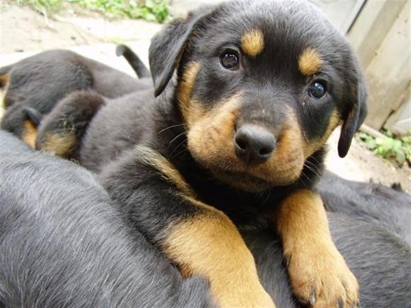 00-dogRottweiler_Puppy_27390 (Medium)