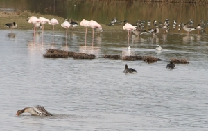Flamingo's en eenden