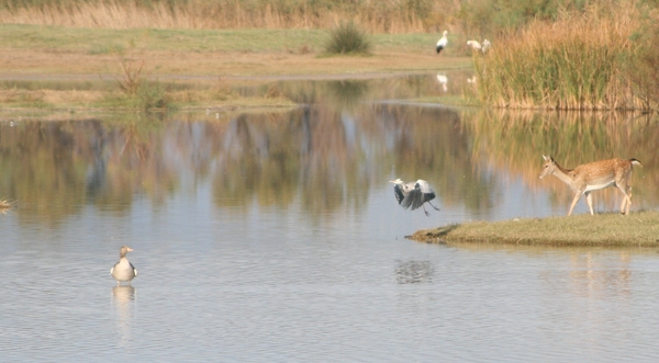 Naar veiliger oorden