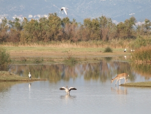 Van eiland tot eiland