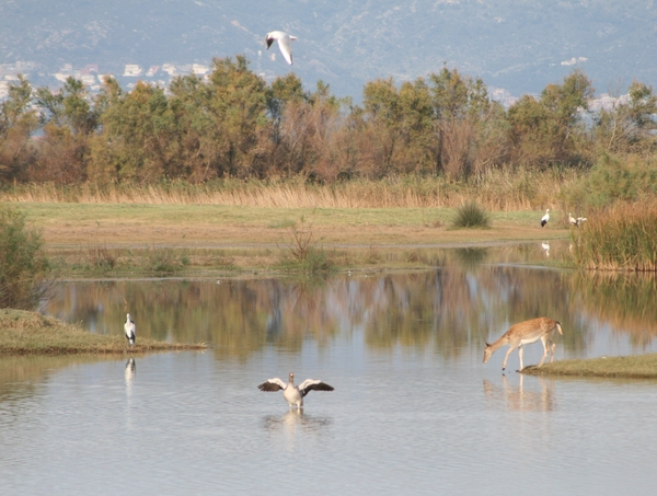 Van eiland tot eiland