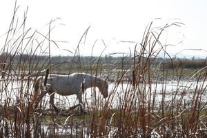 Camargue paard