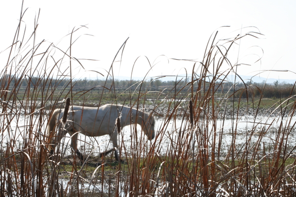 Camargue paard