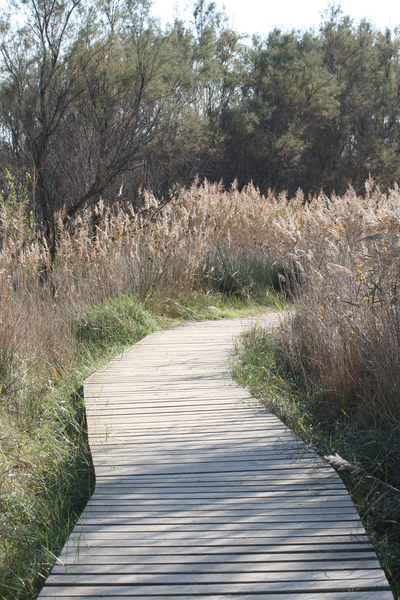 houten wandelpad