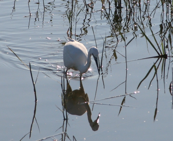 Kleine Zilverreiger.  Ben ik dat ?