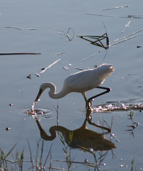 Kleine zilverreiger.  Visje gevangen.