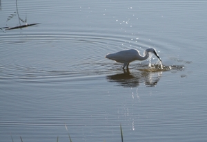 Kleine zilverreiger.  Nog een visje ?