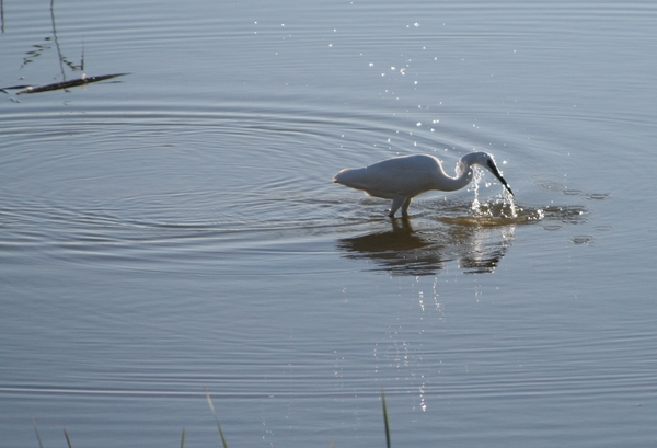 Kleine zilverreiger.  Nog een visje ?