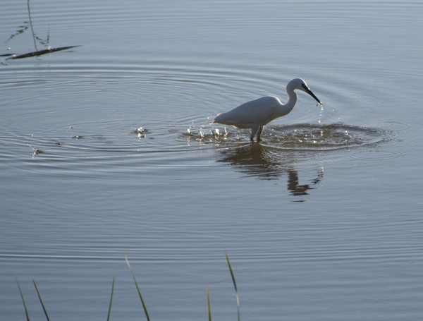 Kleine zilverreiger.   Opnieuw beet !