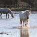 Camargue paarden