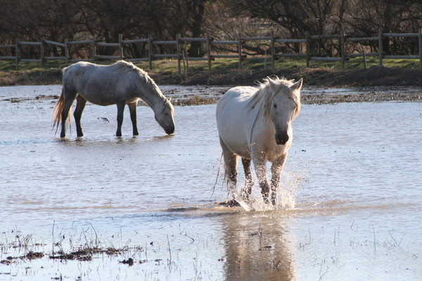 Camargue paarden