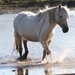 Camargue paard