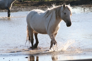 Camargue paard