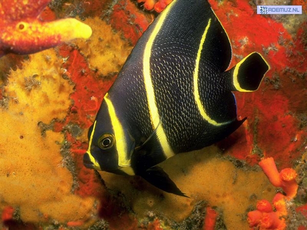 Foto's van Ademuz zijn site.