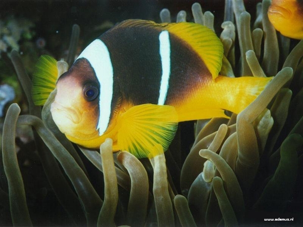 00-aaOcean%2008 (Medium)