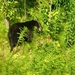 BLACK BEAR