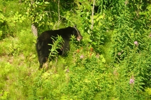 BLACK BEAR