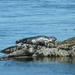 SEALS